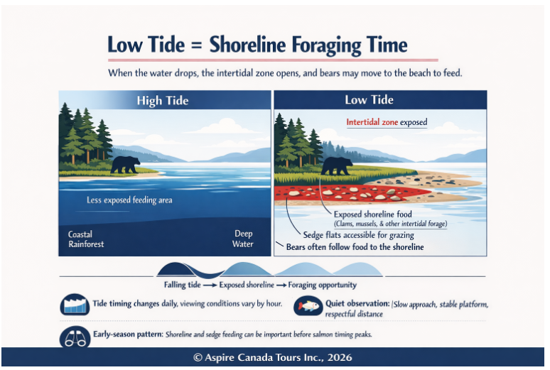 Infographic explaining how low tide can create shoreline foraging opportunities for grizzly bears
