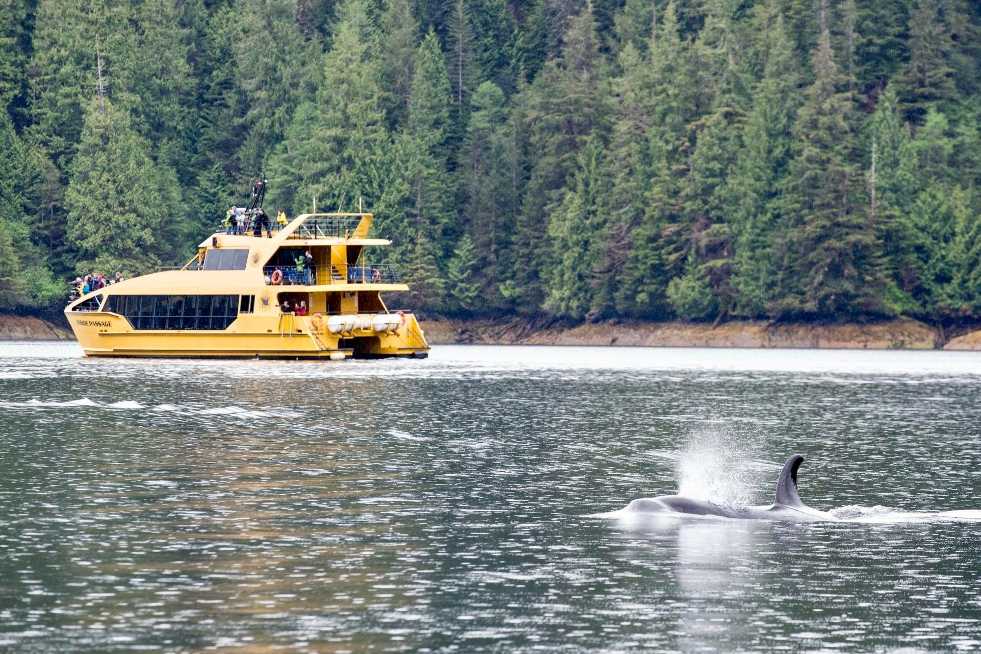 M/V Inside Passage catamaran during marine wildlife viewing near Prince Rupert