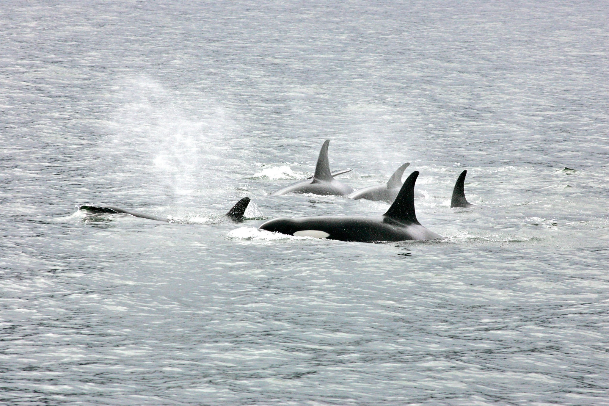 Pod of orcas swimming in Chatham Sound.
