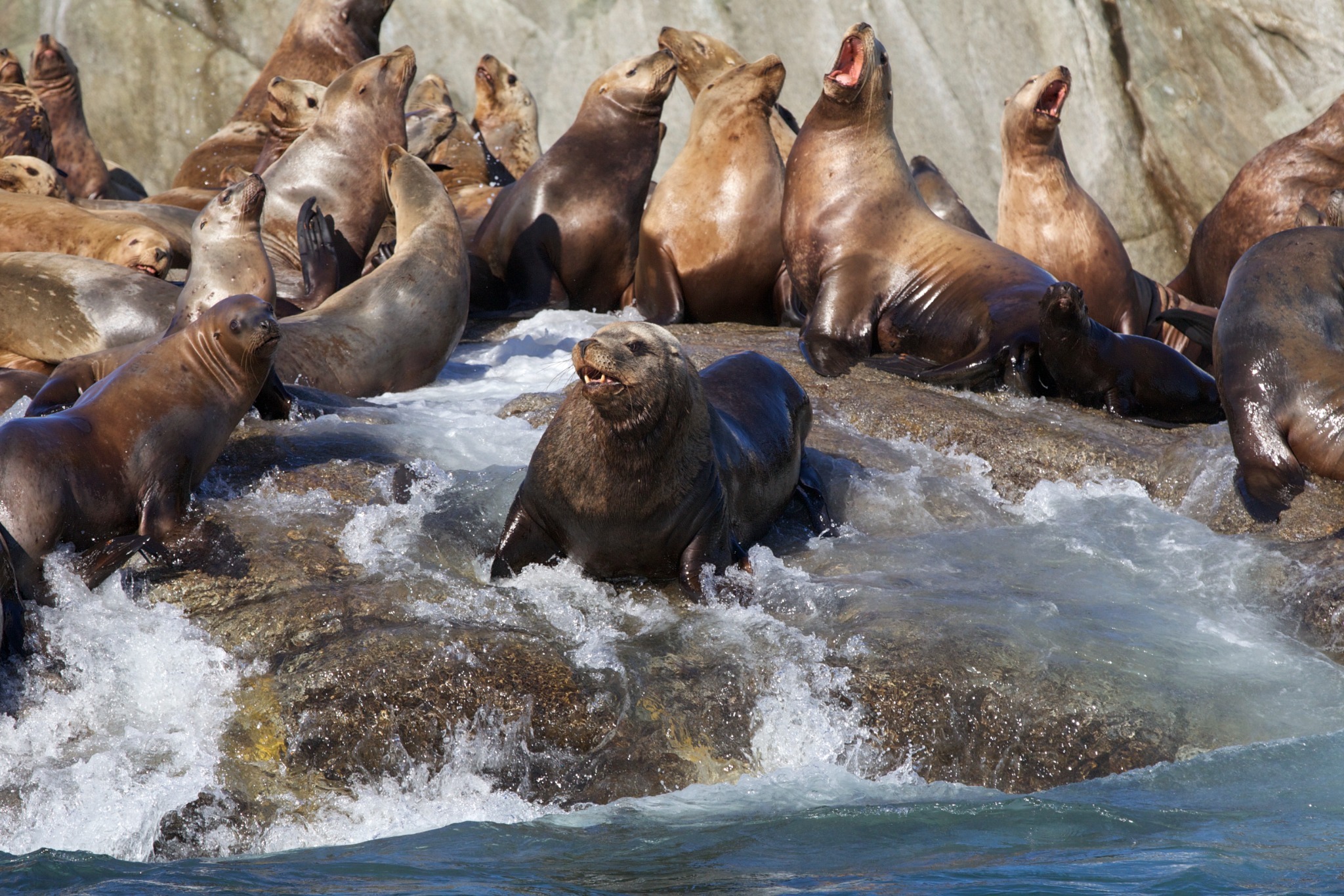 Steller sea lions gathered on rocks in Chatham Sound.
