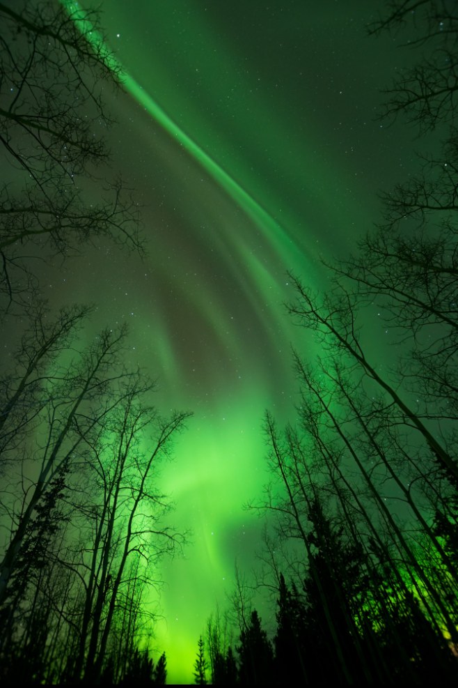 Green aurora lights moving across the night sky above a dark Yukon forest near Whitehorse.