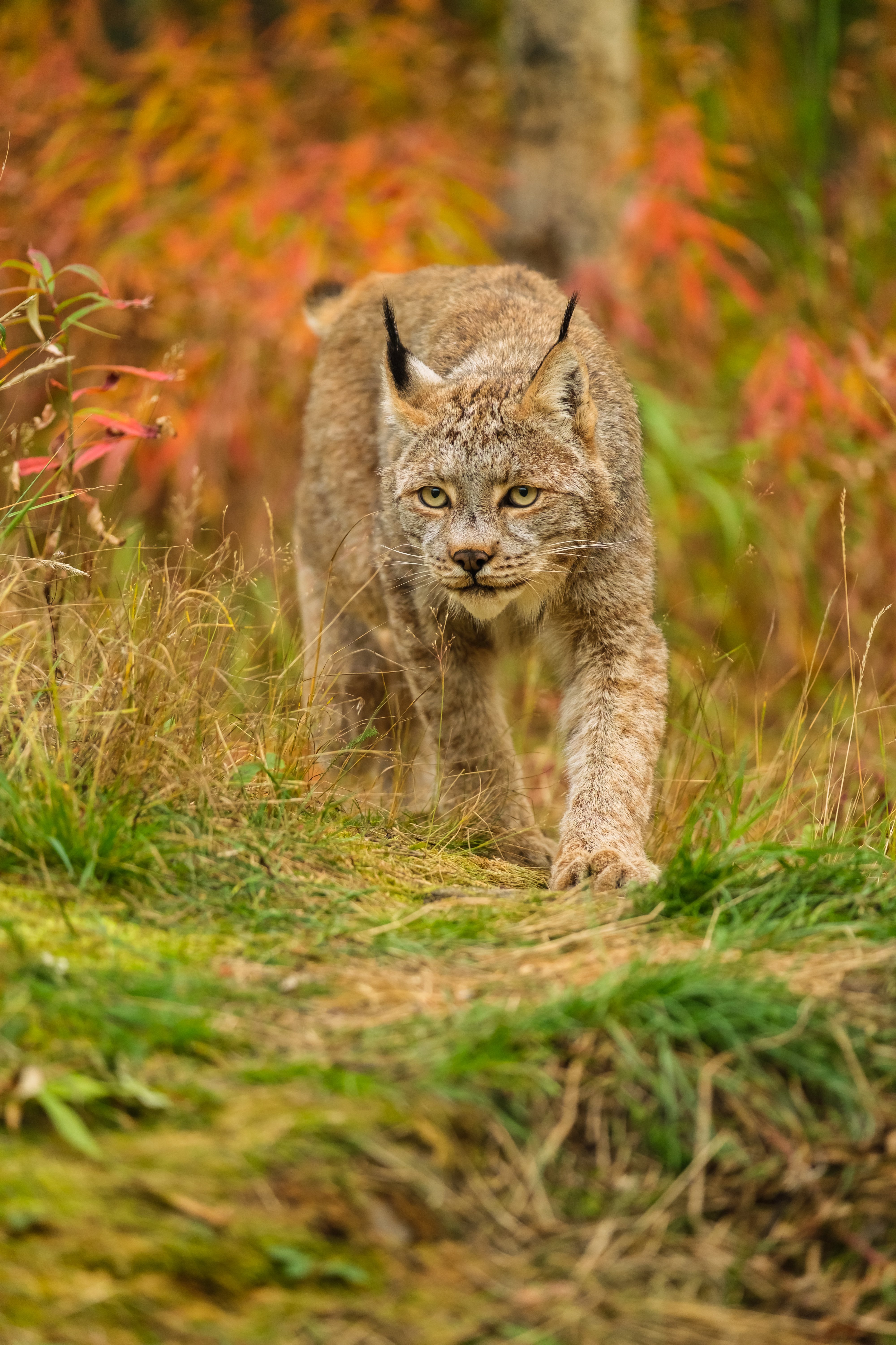 Canada lynx at the Yukon Wildlife Preserve in autumn, surrounded by the colours of the northern landscape.
