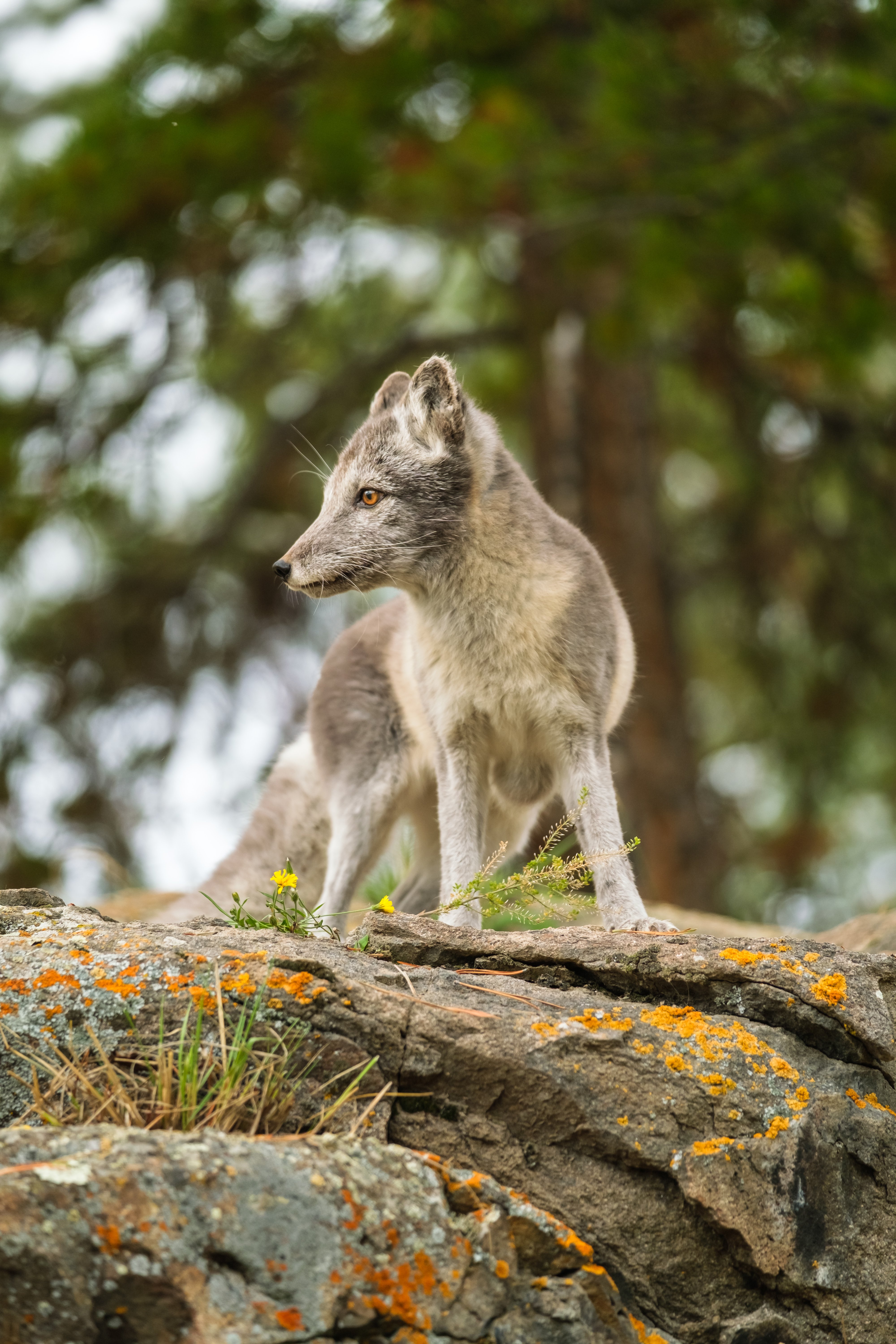 Arctic fox at the Yukon Wildlife Preserve near Whitehorse, shown in a natural northern setting.