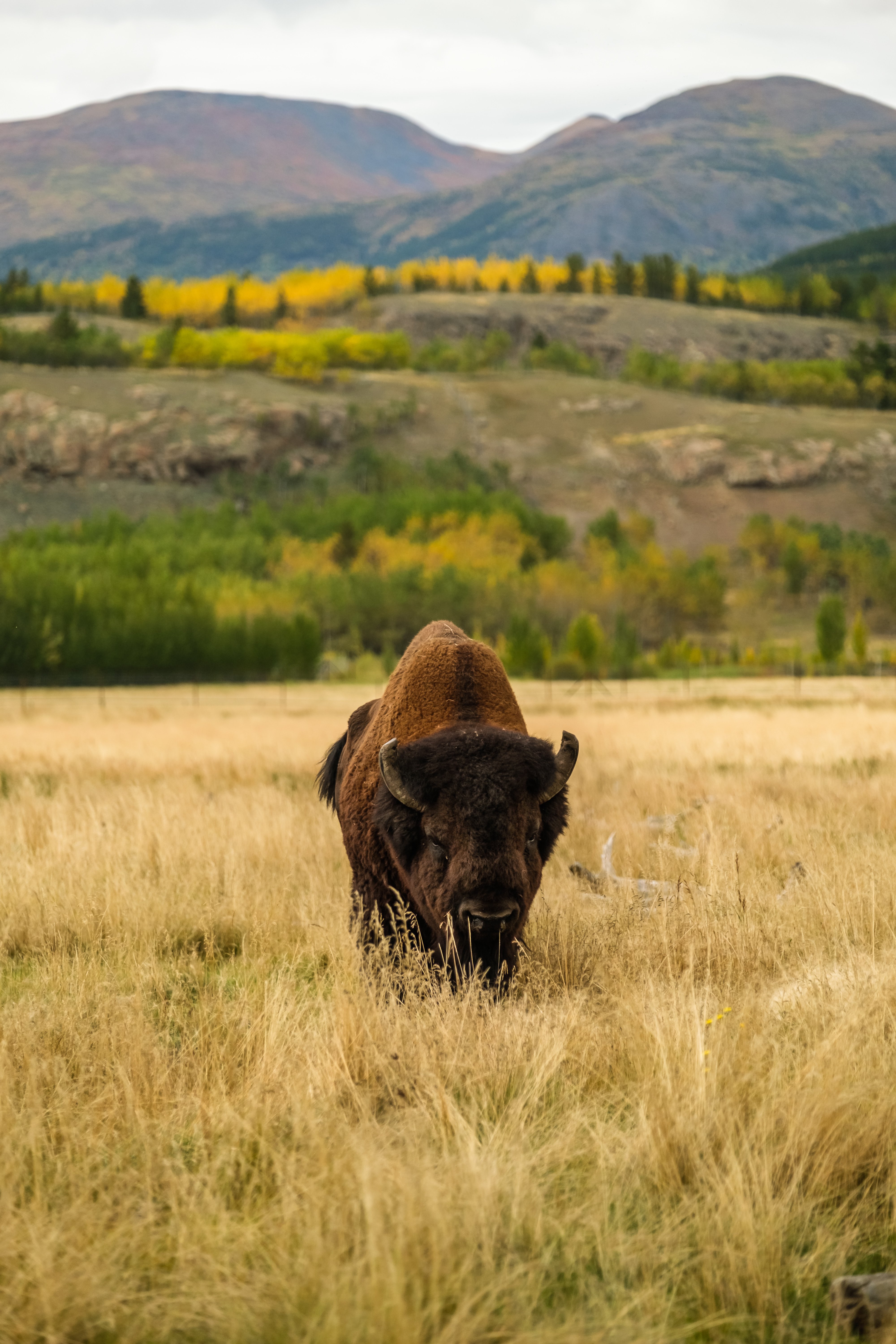 Wood bison at the Yukon Wildlife Preserve in an autumn landscape near Whitehorse.