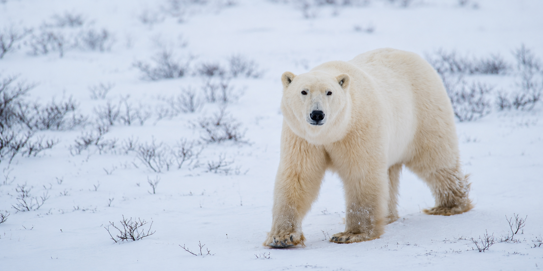 churchill-polar-bear-tour-frontiers-north-abby-matheson churchill-polar-bear-tour-frontiers-north-abby-matheson