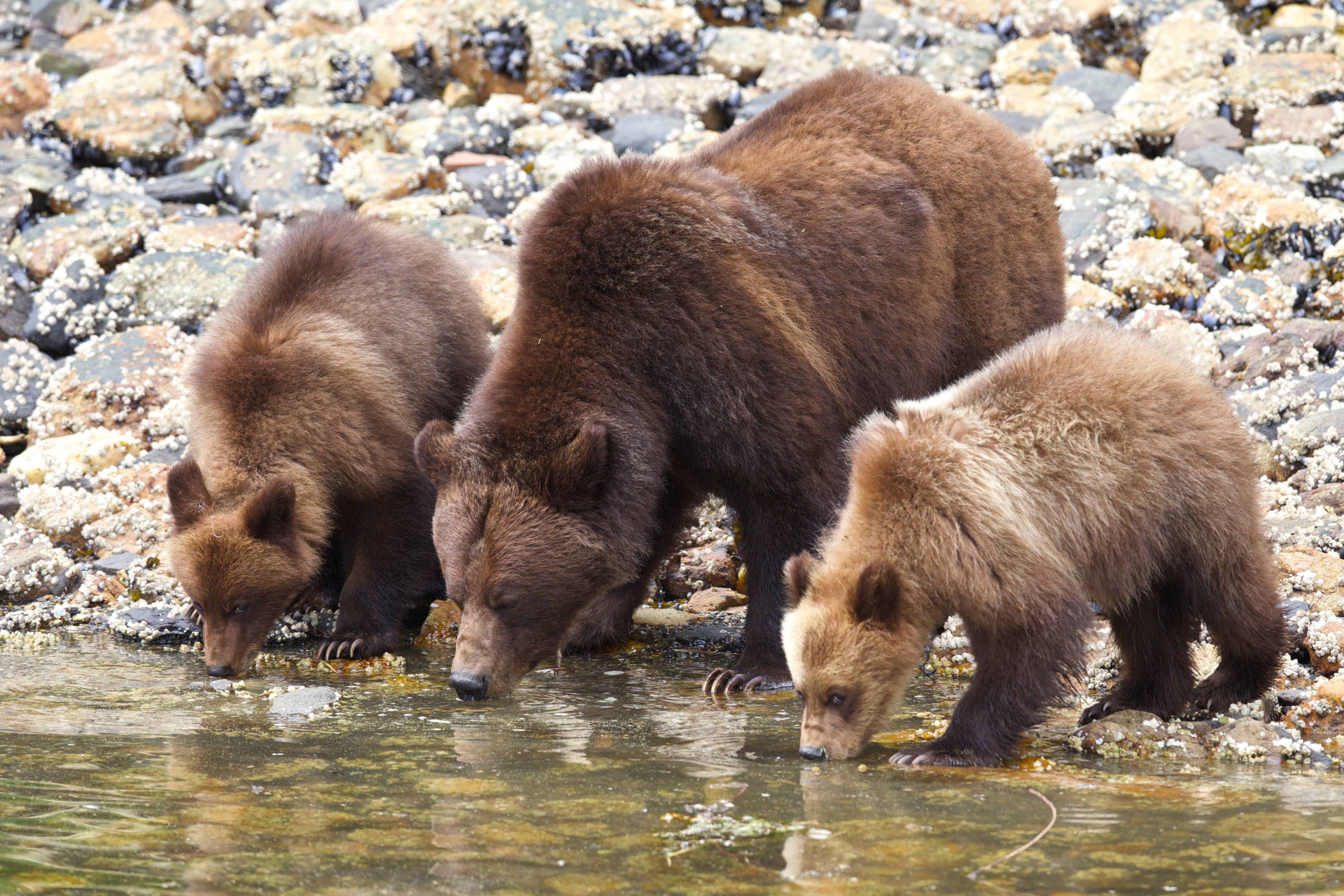 Grizzly bear sow with two cubs drinking at the shoreline in the Khutzeymateen Grizzly Bear Sanctuary, British Columbia.